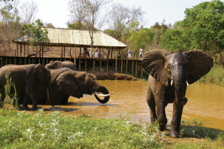 Elephant Whispers Ultimate Experience 1
