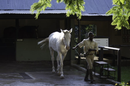 Victoria Falls Horse Safaris 3