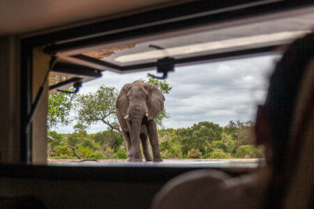 Kings Camp Hide Elephant 1