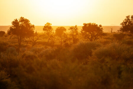 Madikwe Hills Game Drive Sunrise Stop 1