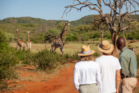 Madikwe Hills Guided Walk 3