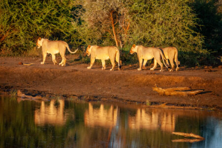 Madikwe Hills Wildlife 2
