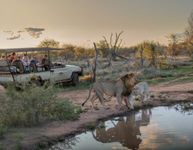 Tuningi – Cubs
