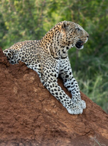 Tuningi – Leopard
