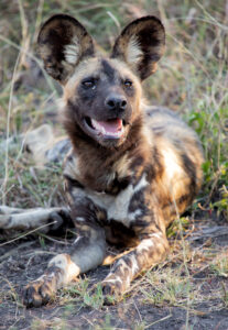 Tuningi – Wild Dog